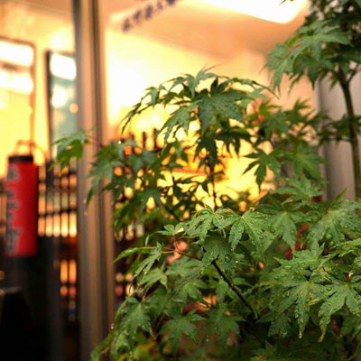 植木市で購入した紅葉